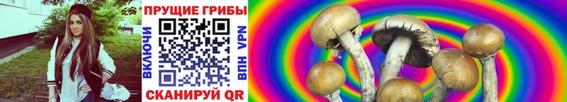 закладки  Снежинск  Псилоцибиновые грибы Psilocybe 
